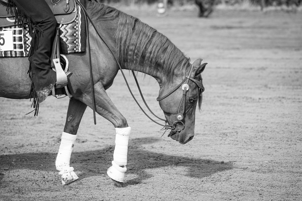 Professionelle Pferdefotografie – Lena Huwald im Galopp
